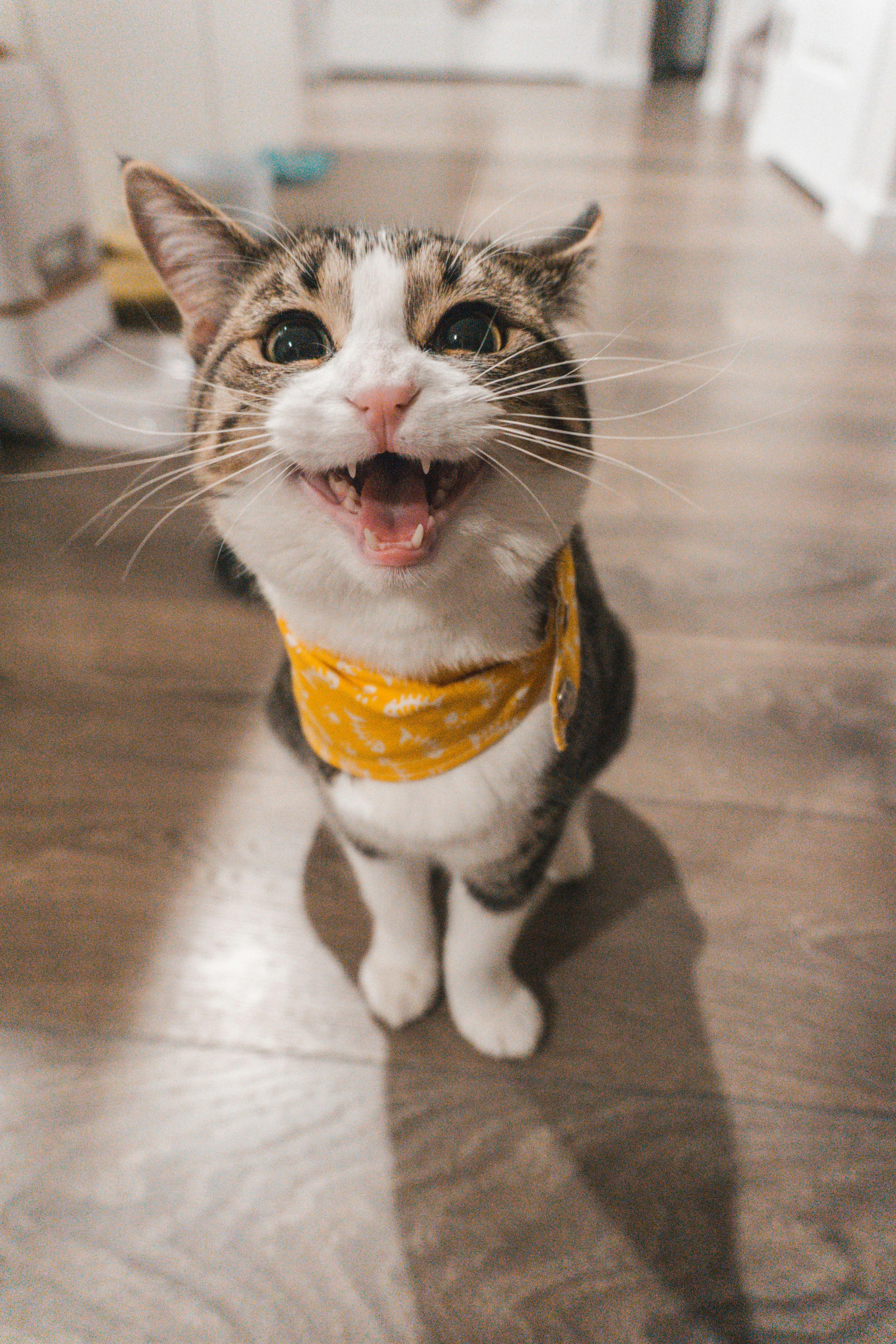 孕妇梦见猫是什么意思？揭秘这个神奇梦境带来的惊喜暗示！