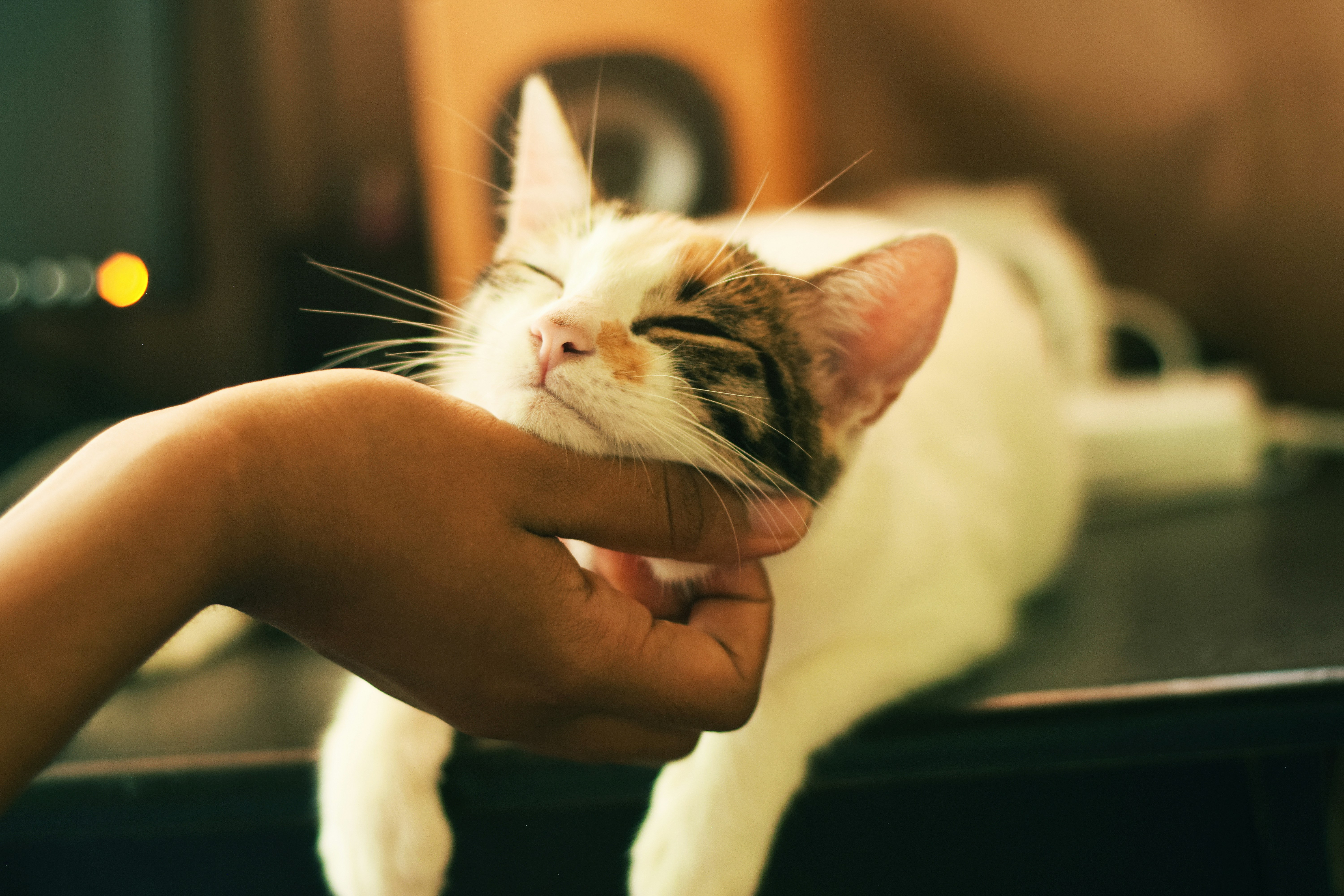 孕妇梦见小猫?这6个惊喜暗示让你迫不及待想揭秘!