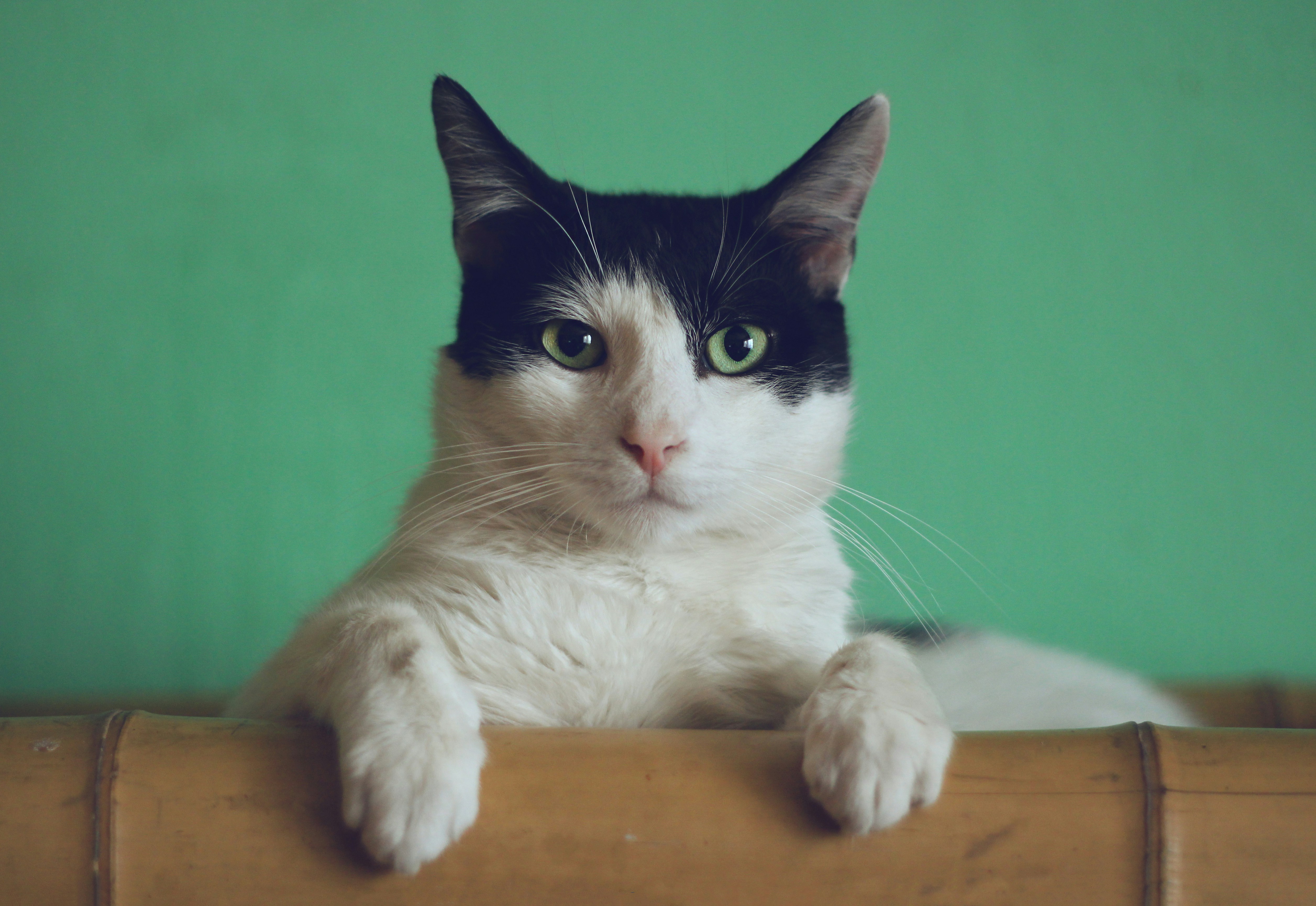 孕妇梦见黑猫?别慌!这5个惊喜暗示让你瞬间安心!