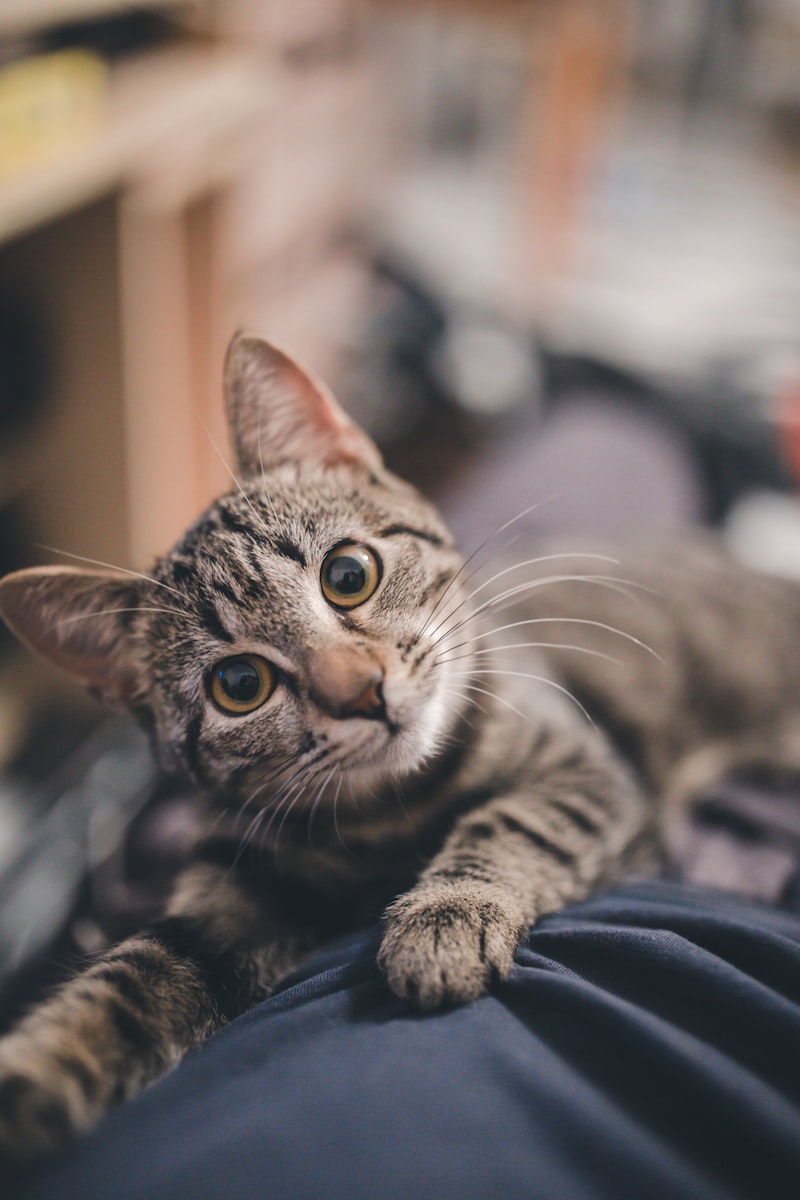 孕妇梦见猴子？这5个惊喜预兆让你迫不及待想知道！