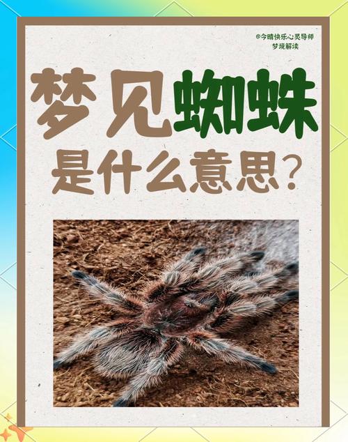 孕妇梦见蜘蛛？别慌！这可能是宝宝在偷偷给你发来的惊喜信号！