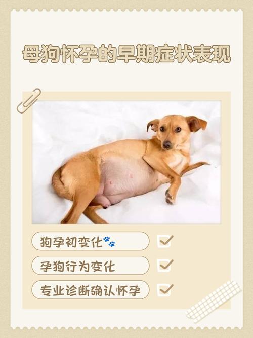 孕妇梦见大黄狗，是胎梦还是压力预警？这3个惊喜暗示准妈妈必看！