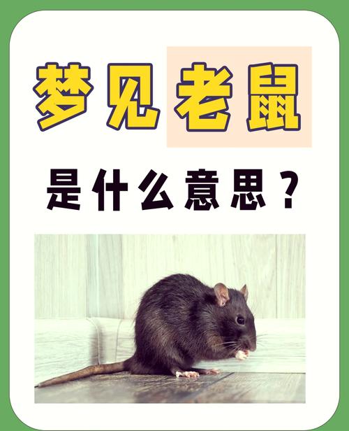 孕妇梦见老鼠是男是女?这个胎梦暗示太意外,准妈妈看完坐不住了!