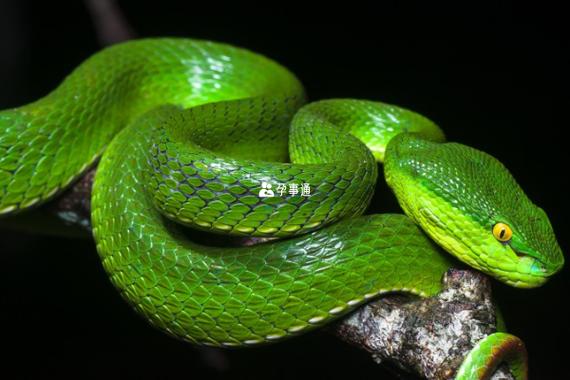 孕妇梦见绿色的蛇,是胎梦还是压力信号?看懂宝宝想告诉你的事!