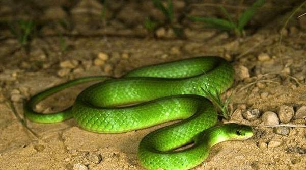 孕妇梦见绿色的蛇,是胎梦还是压力信号?看懂宝宝想告诉你的事!