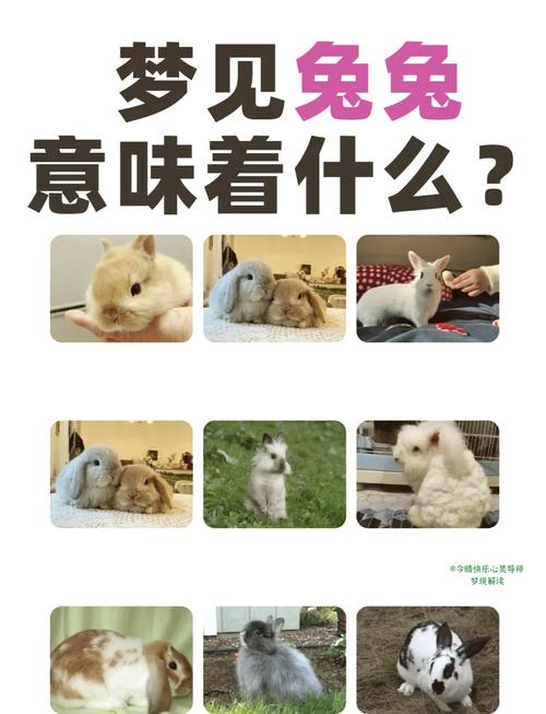 孕妇梦见兔子？这5个惊喜征兆让你瞬间安心又暖心！