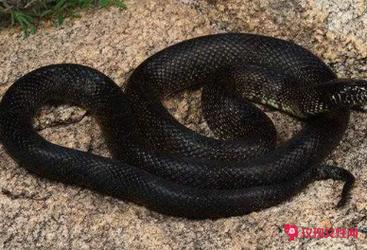 孕妇梦见黑色的蛇?别慌!这5个胎梦秘密孕妈一定要懂