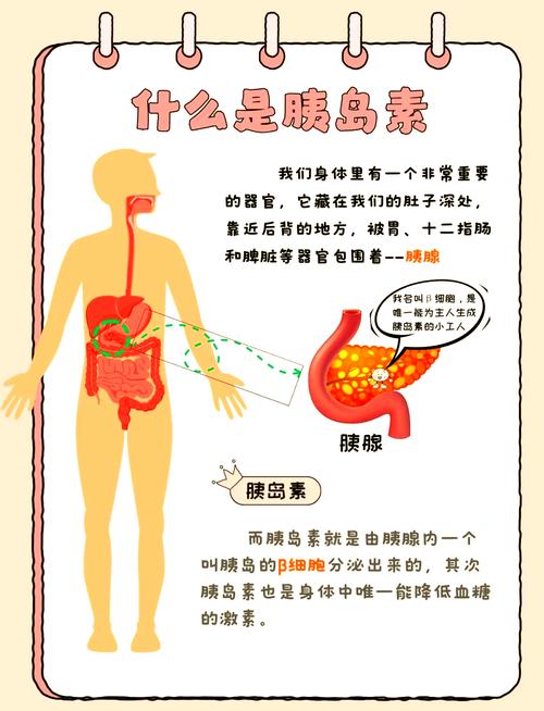 胰岛素的作用与危害：你的身体正在悄悄发生这些惊人变化！