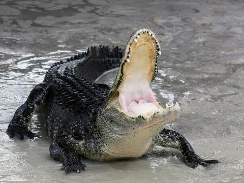 孕妇梦见鳄鱼？别慌！这3个惊喜暗示让你安心又暖心