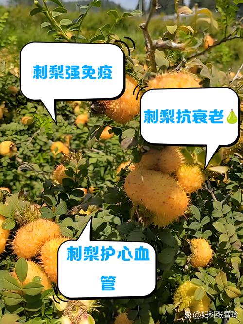 刺梨的功效与作用，每天一杯年轻10岁！皮肤嫩得像剥壳鸡蛋