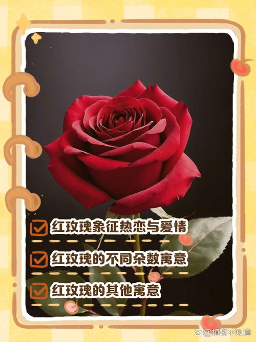 孕妇梦见红玫瑰?这可能是宝宝在悄悄传递重要信号!