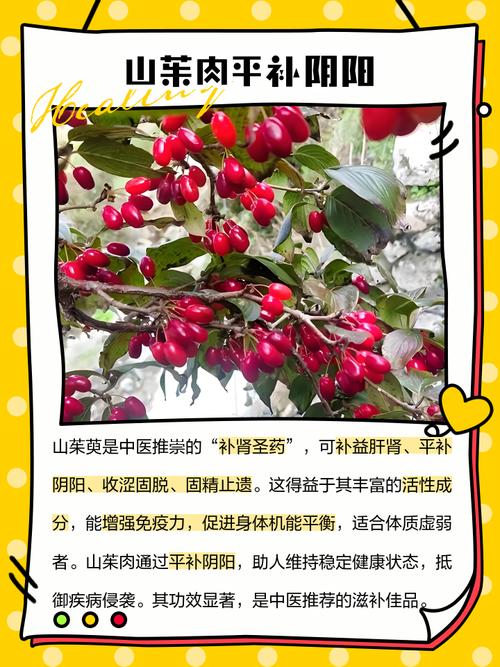 山茱萸的功效与作用,每天吃一点,身体竟然有这些神奇变化!