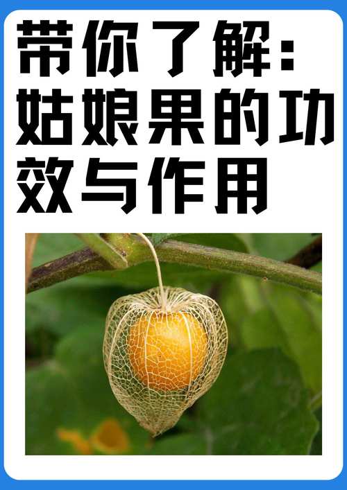 姑娘果的功效与作用，每天吃几颗身体竟有这些惊喜变化！