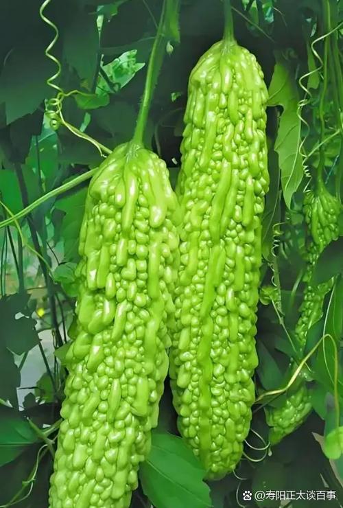 绿色减肥药真的靠谱吗？这5个真相你一定要知道！