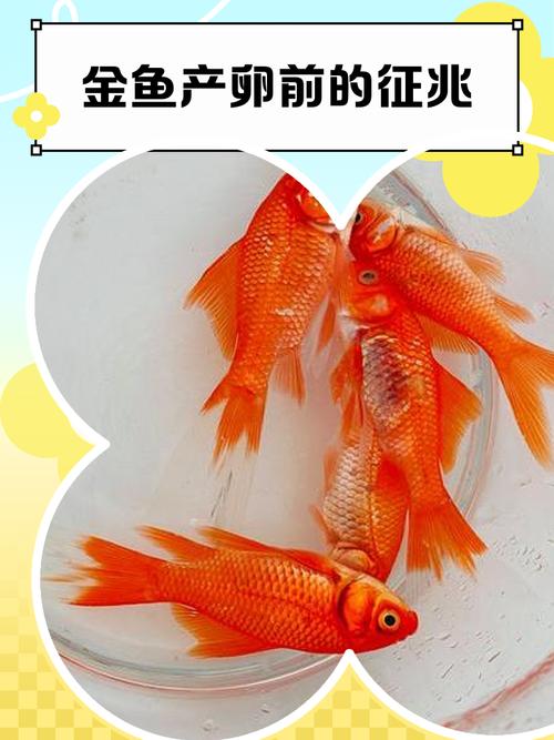 孕妇梦见金鱼死了?别慌!这5个胎梦暗示宝宝在给你