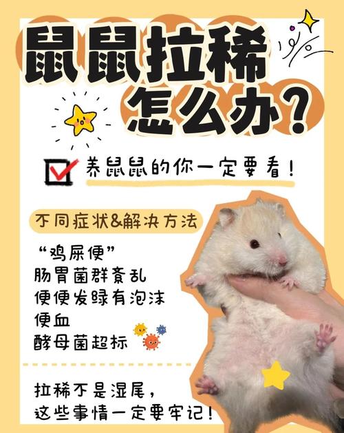 糟了！仓鼠拉肚子怎么办？别慌，这5个紧急处理办法能救它小命！