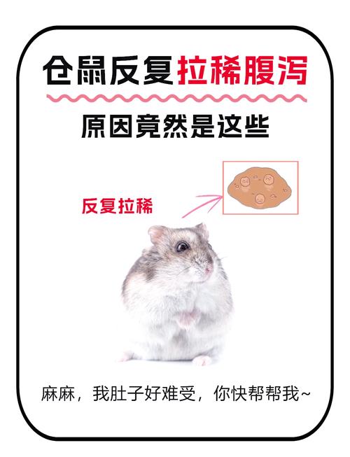 糟了!仓鼠拉肚子怎么办?别慌,这5个紧急处理办法能救它小命!