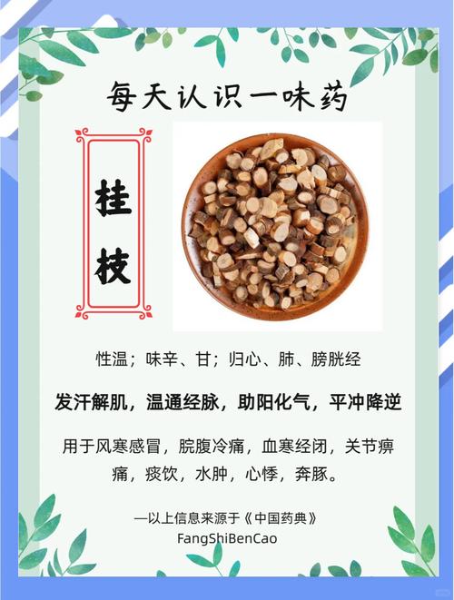 桂枝的功效与作用：轻松解锁这味“暖心中药”的7大奇妙用法！