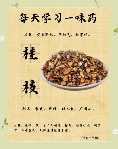 桂枝的功效与作用:轻松解锁这味“暖心中药”的7大奇妙用法!
