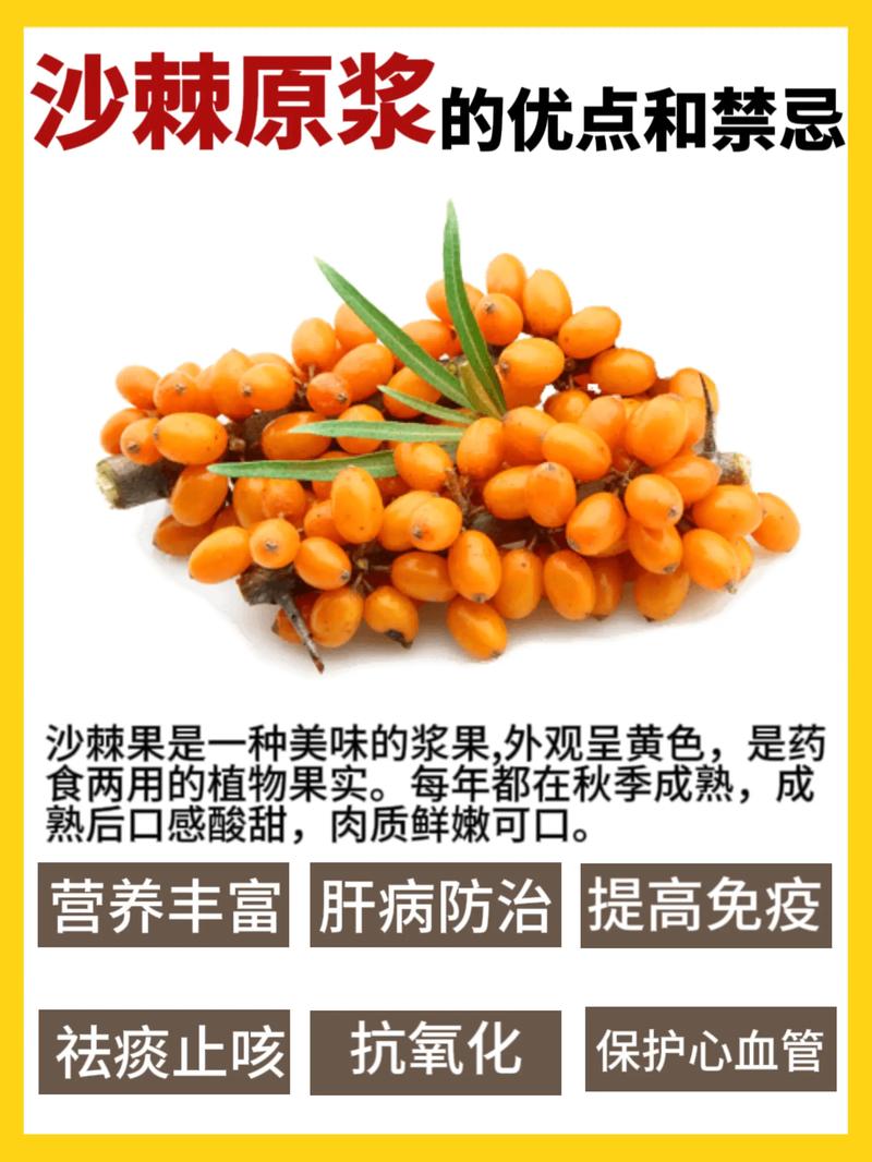 沙棘原浆的功效与作用，每天一杯让你焕发活力！