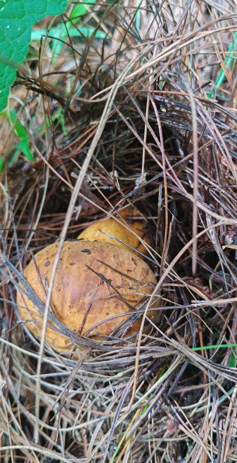 孕妇梦见捡菌子,是胎梦还是压力预警?这3个暗示准妈妈一定要懂!