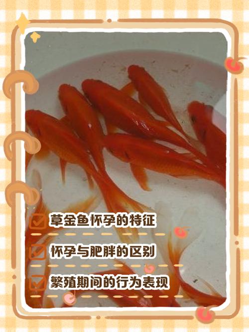 孕妇梦见大草鱼？别慌！这5个胎梦暗示宝宝来报喜啦