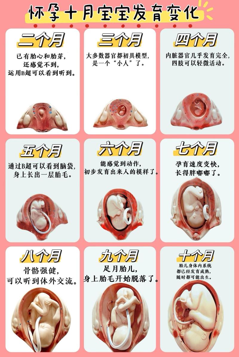 怀孕三个月肚子多大？孕妈必看，你的宝宝正在悄悄“膨胀”！