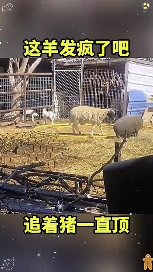 孕妇梦见被羊追？别慌！这可能是宝宝在给你发“信号”！