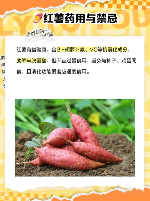 拉肚子能吃红薯吗？营养师提醒：这几种情况千万别碰！