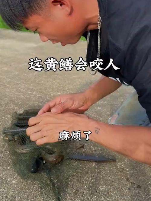 孕妇梦见被黄鳝咬？别慌！这可能是宝宝在给你发“信号”