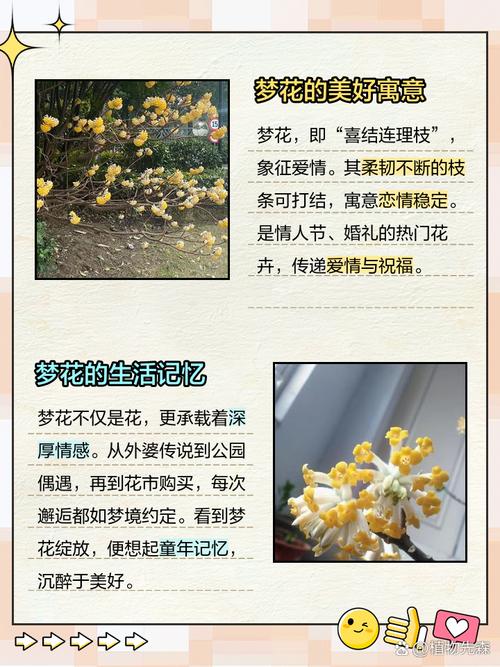 孕妇梦见花是什么意思？准妈妈必看，这些胎梦暗示太神奇了！