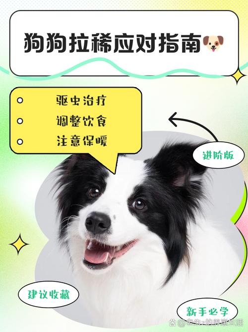 狗狗拉肚子别慌张！资深兽医教你轻松应对的急救指南