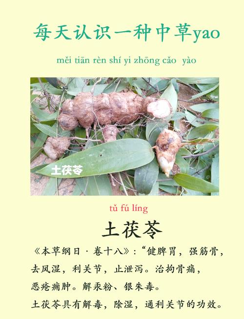 茯苓的功效与作用：轻松解锁这味“祛湿神仙”的养生妙用！