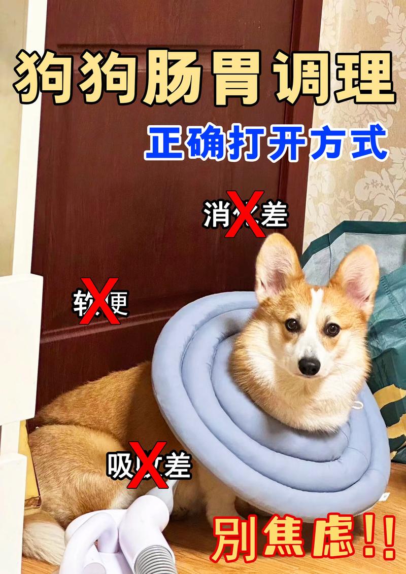 救命!小狗拉肚子怎么办?3个急救步骤让它立刻舒服起来