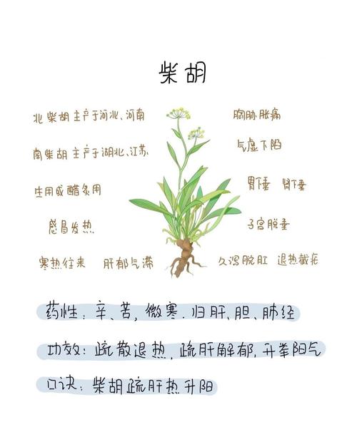 柴胡的功效与作用全解析：轻松掌握这味“疏肝解郁”的养生法宝！