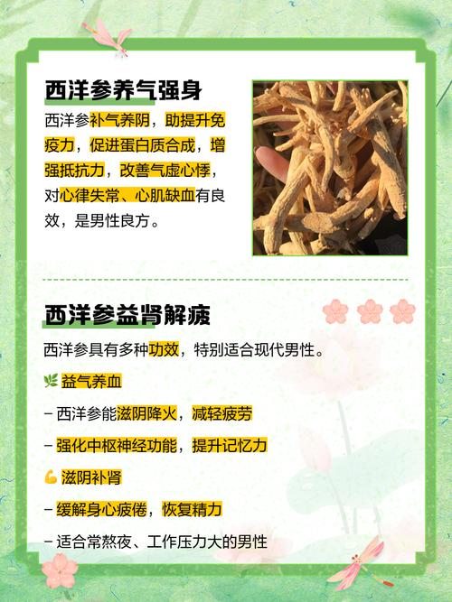 西洋参对男性性功能有效吗？揭秘它如何悄悄提升你的活力与自信！