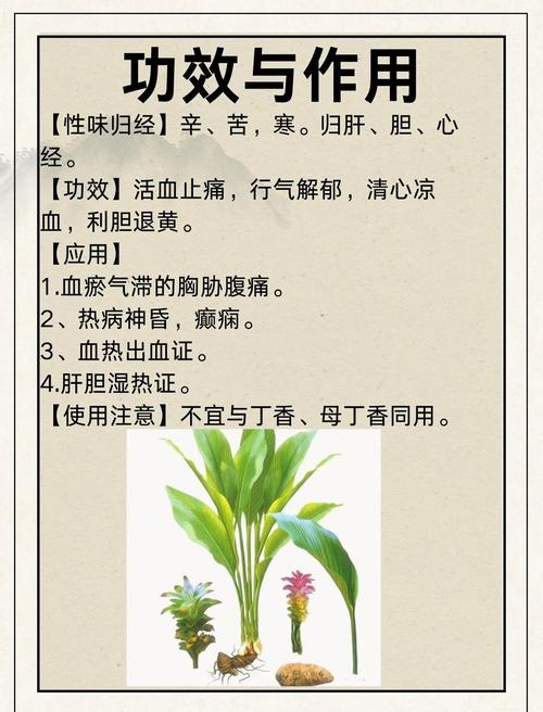 郁金的功效与作用大揭秘！轻松养肝解郁，让你每天都神采奕奕