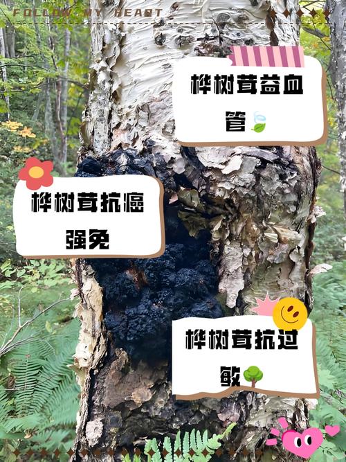 桦树茸的功效与作用揭秘：每天一杯，身体悄悄发生惊喜变化！