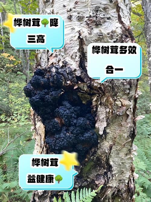 桦树茸的功效与作用揭秘：每天一杯，身体悄悄发生惊喜变化！