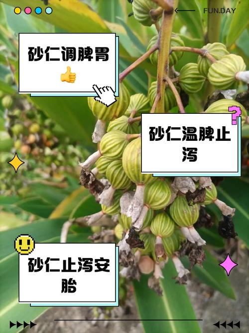 砂仁的功效与作用:小小果实竟能调理脾胃、缓解胀气,身体舒畅的秘密在这里!