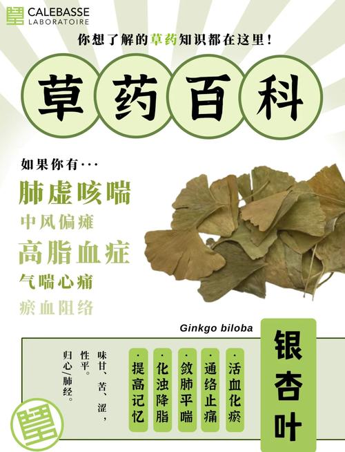 银杏叶片的功效与作用，每天一片竟能带来这些惊喜改变！