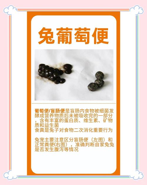 吃葡萄拉肚子？别让“甜蜜陷阱”搅乱你的肠胃！