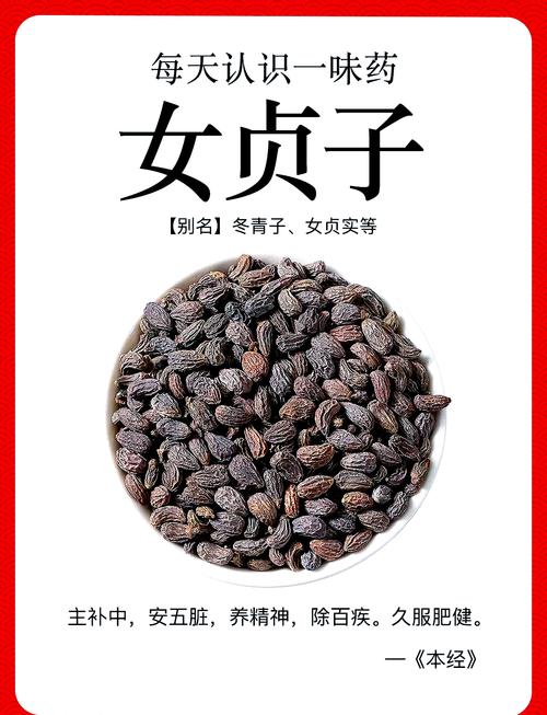 女贞子的功效与作用全解析：每天一小把，身体悄悄变年轻！