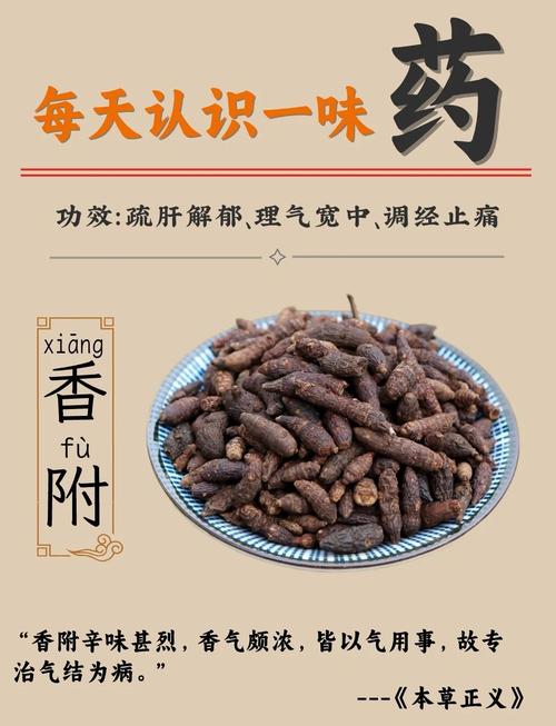 香附的功效与作用全解析：轻松调理气血，让你每天都神采飞扬！