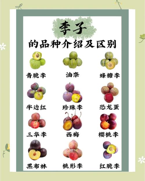 李子的功效与作用，这5个惊喜好处让你马上想尝一口！