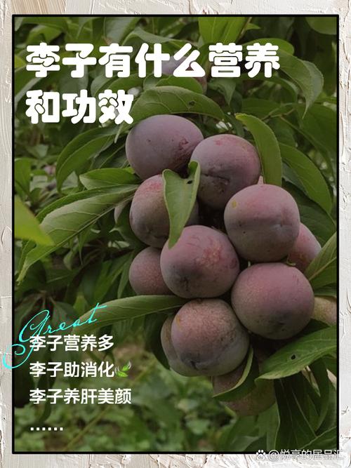李子的功效与作用,这5个惊喜好处让你马上想尝一口!