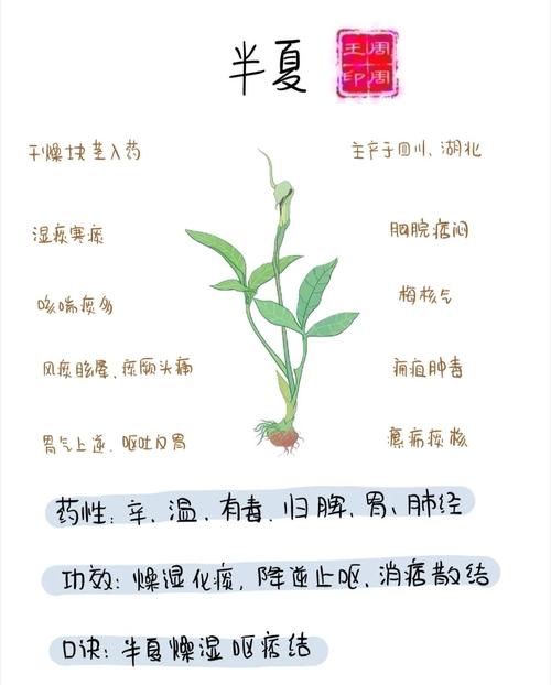 半夏的功效与作用全解析：轻松掌握这味中药的奇妙力量！