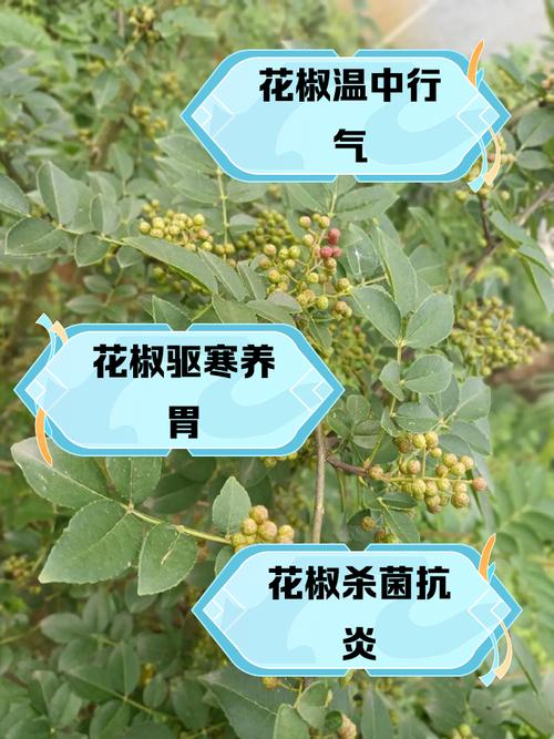 花椒的功效与作用:这粒小东西竟是厨房里的养生高手!