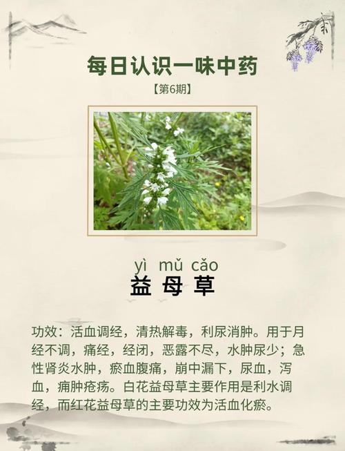 益母草经期可以吃吗？经期调理必知的黄金法则与禁忌！