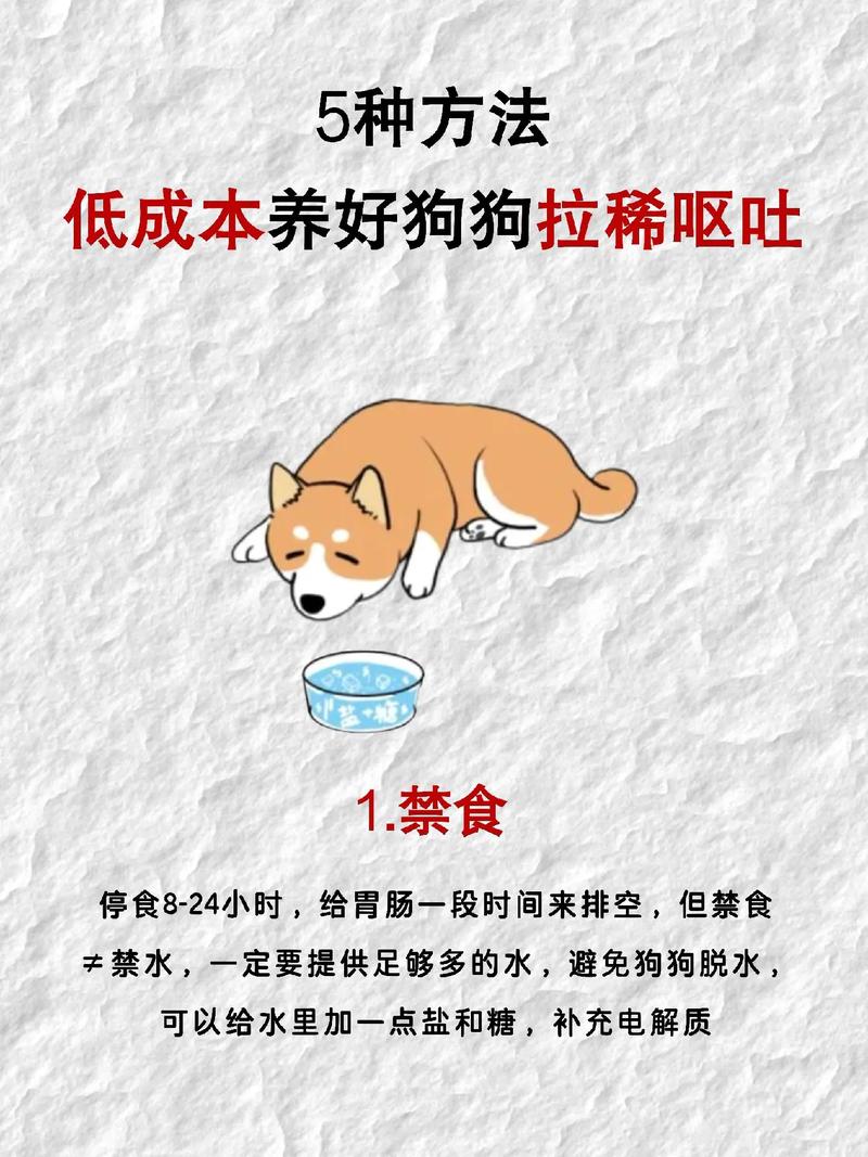 小狗拉肚子怎么办？别慌！宠物医生教你轻松应对的急救小妙招